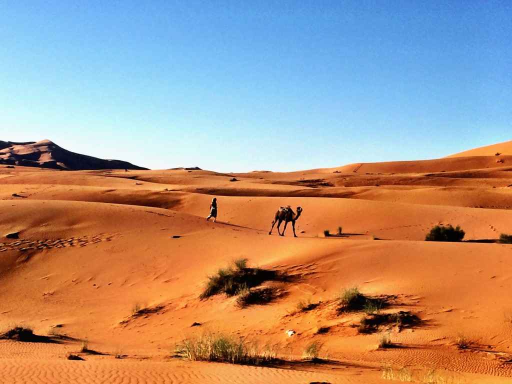 North African desert landscape with camels